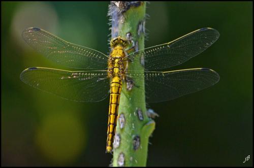 Orthetrum cancellatum